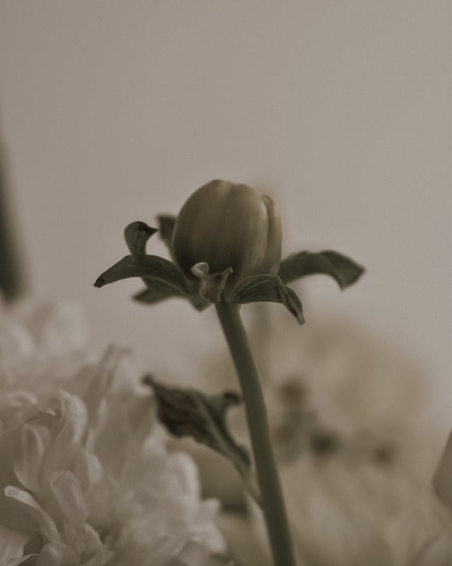 Botão de flor em tons sépia, como no convite original
